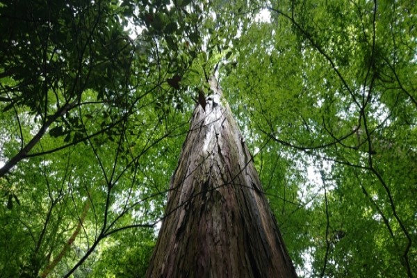 レビトラの勃起時の硬さについて【即効性・硬さNo.1】は本当?